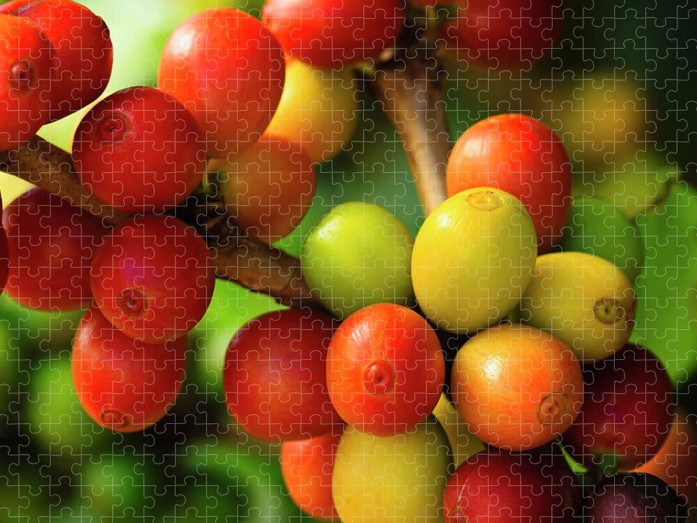 Outdoors Jigsaw Puzzle featuring the photograph Ripe Coffee Cherries #3 by Dustypixel