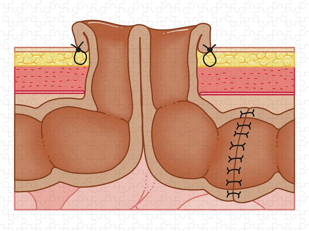 White Background Jigsaw Puzzle featuring the digital art Cross Section Biomedical Illustration #4 by Dorling Kindersley