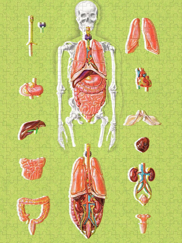 Anatomical Jigsaw Puzzle featuring the drawing Human anatomy #4 by CSA Images