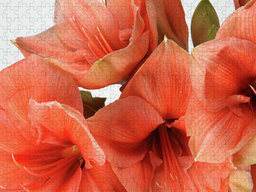 Orange Color Jigsaw Puzzle featuring the photograph A Close-up Of A Bouquet Of Flowers #5 by Nicholas Eveleigh