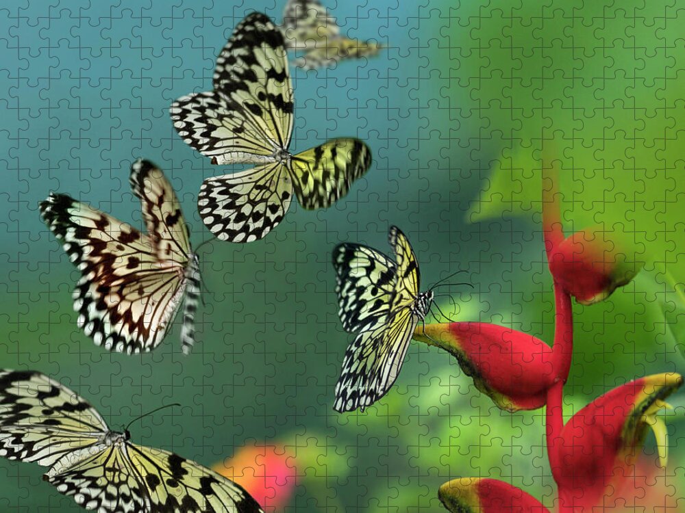 00581359 Jigsaw Puzzle featuring the photograph Paper Kite Butterflies Flying, Philippines #5 by Tim Fitzharris