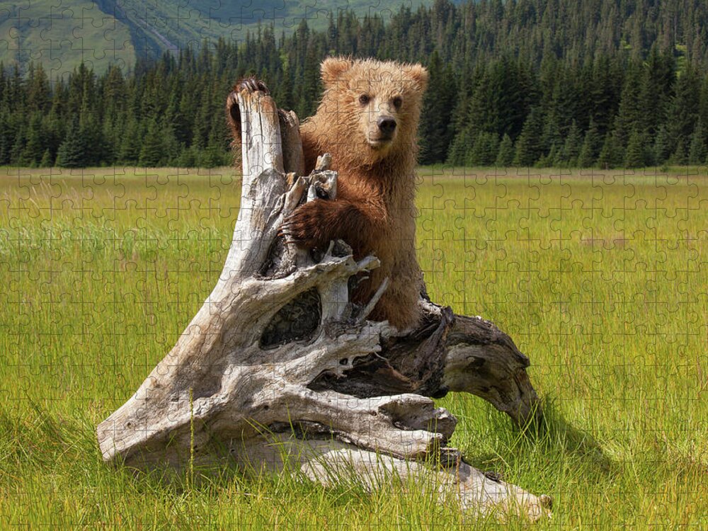 Brown Bear Jigsaw Puzzle featuring the photograph Brown Bear, Lake Clark National Park #6 by Mint Images/ Art Wolfe