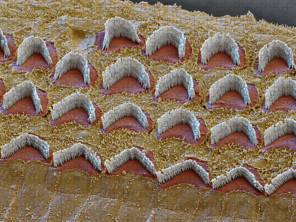 Cochlea Jigsaw Puzzle featuring the photograph Cochlea, Outer Hair Cells, Sem #6 by Oliver Meckes EYE OF SCIENCE