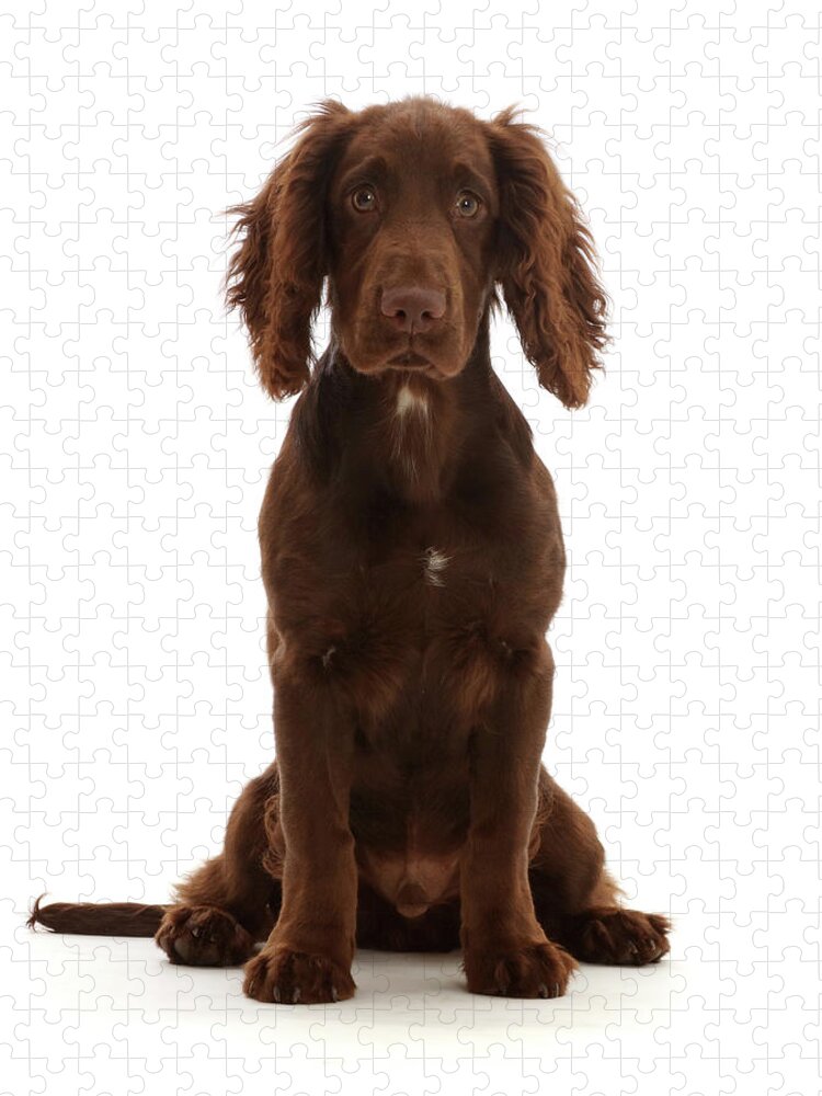 Animal Jigsaw Puzzle featuring the photograph Chocolate Working Cocker Spaniel Puppy #7 by Mark Taylor