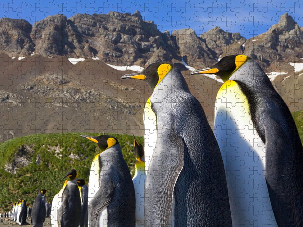South Georgia Island Jigsaw Puzzle featuring the photograph King Penguins Aptenodytes Patagonicus #7 by Eastcott Momatiuk