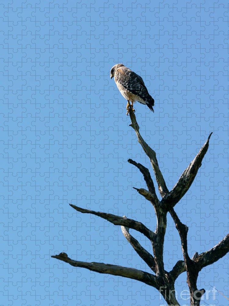 Audubon Jigsaw Puzzle featuring the photograph A Broad-winged Hawk peers down from a dead tree at Audubon Corks by William Kuta