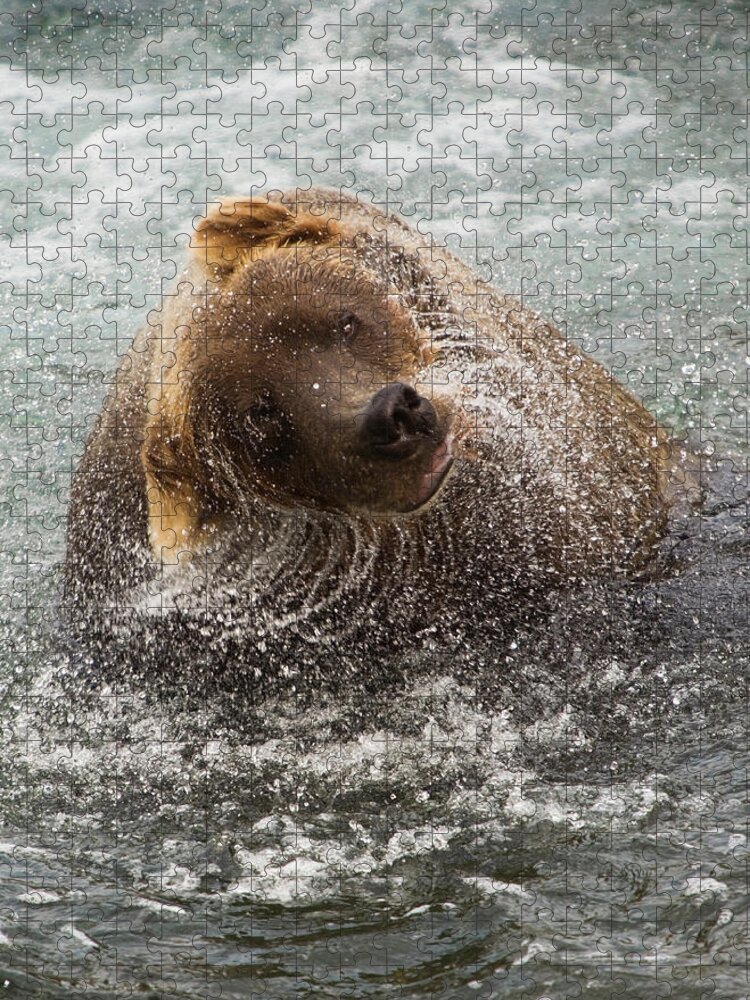 Brown Bear Jigsaw Puzzle featuring the photograph A Brown Bear Shakes Off Excess Water by Mint Images - Art Wolfe