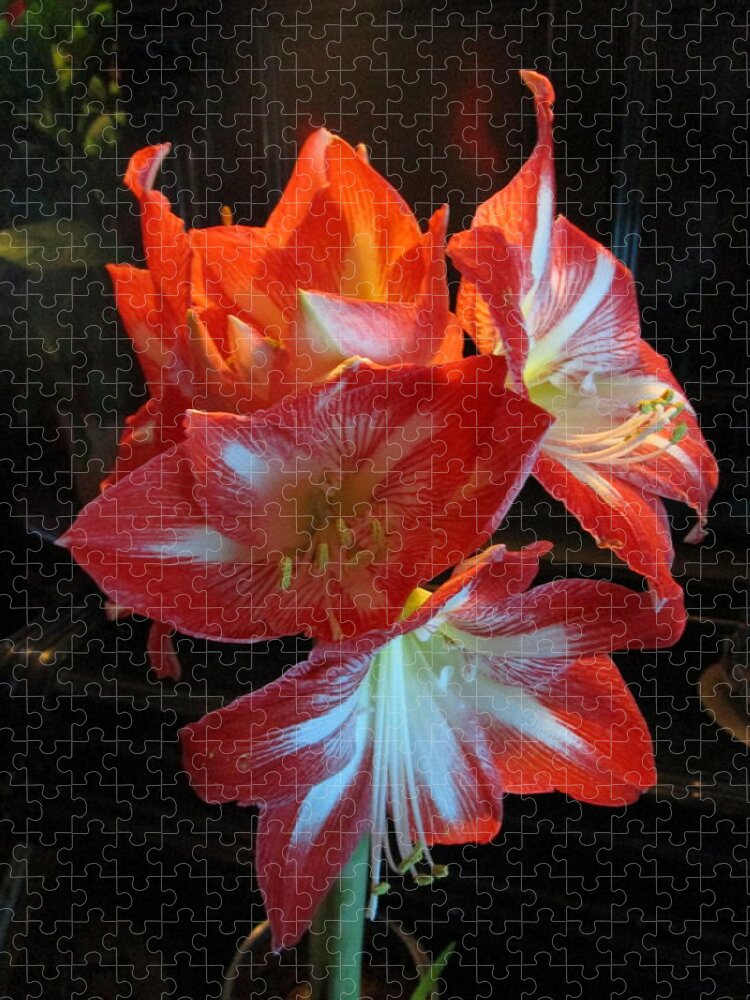 Amaryllis Jigsaw Puzzle featuring the photograph A Bunch by Rosita Larsson