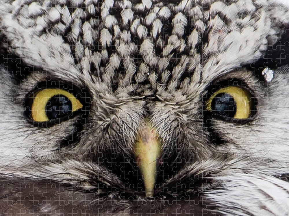 Northern Hawk Owl Jigsaw Puzzle featuring the photograph A closeup of The Northern Hawk Owl by Torbjorn Swenelius