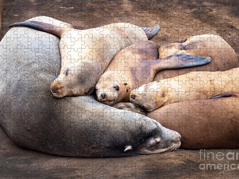 Harbor Seals Jigsaw Puzzle featuring the photograph A Family of Harbor Seals Asleep on the Rocks by L Bosco
