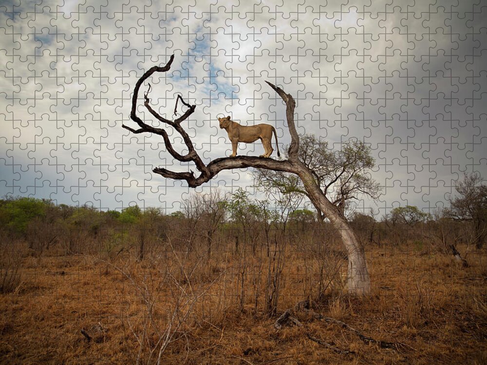 Scenics Jigsaw Puzzle featuring the photograph A Female Lion Standing On Bare Branch by Sean Russell