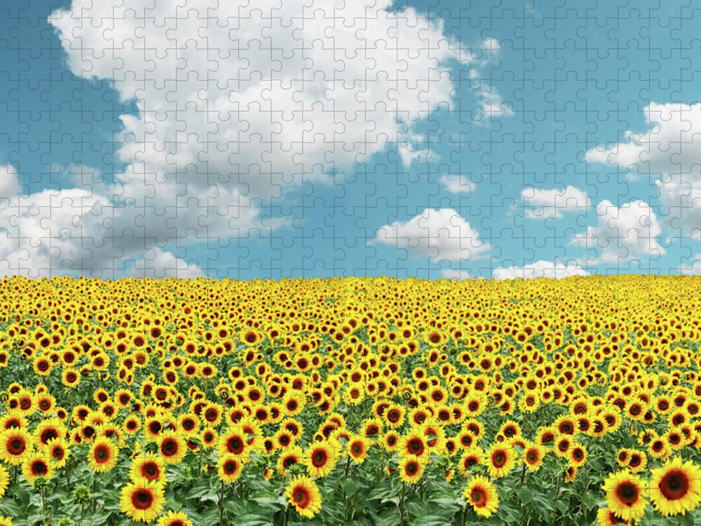 Outdoors Jigsaw Puzzle featuring the photograph A Field Full Of Tons Of Sunflowers by Zelg