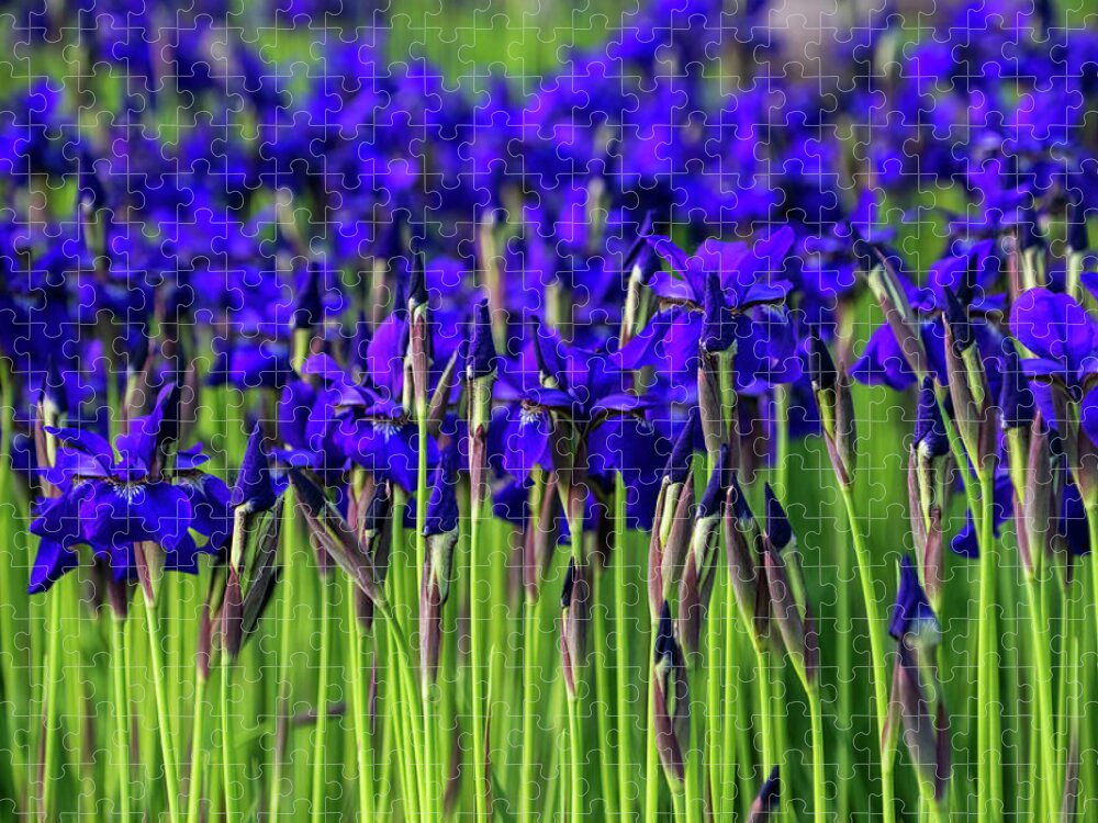Purple Iris Jigsaw Puzzle featuring the photograph A Garden for Vincent Van Gogh - Indigo Purple Irises Springtime Abundance - Take One by Georgia Mizuleva