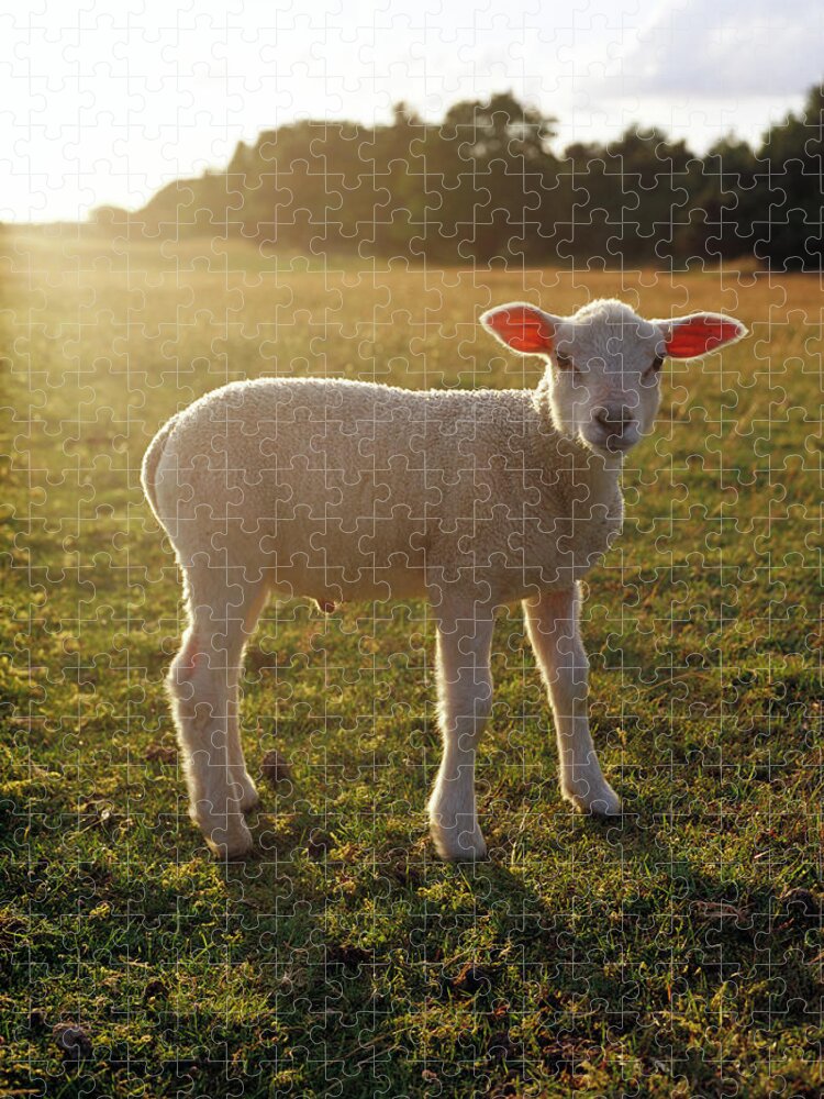 Sweden Jigsaw Puzzle featuring the photograph A Lamb At The Setting Of The Sun Sweden by Elliot Elliot