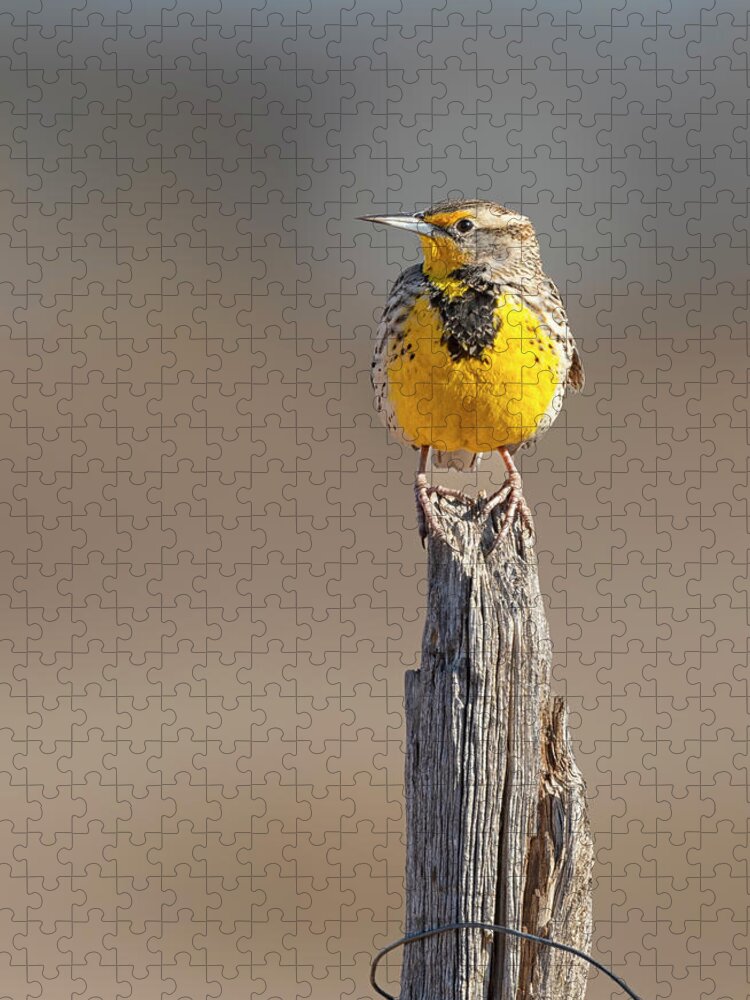 Meadowlarks Jigsaw Puzzle featuring the photograph A Meadowlark sits on a fence post by Gary Langley