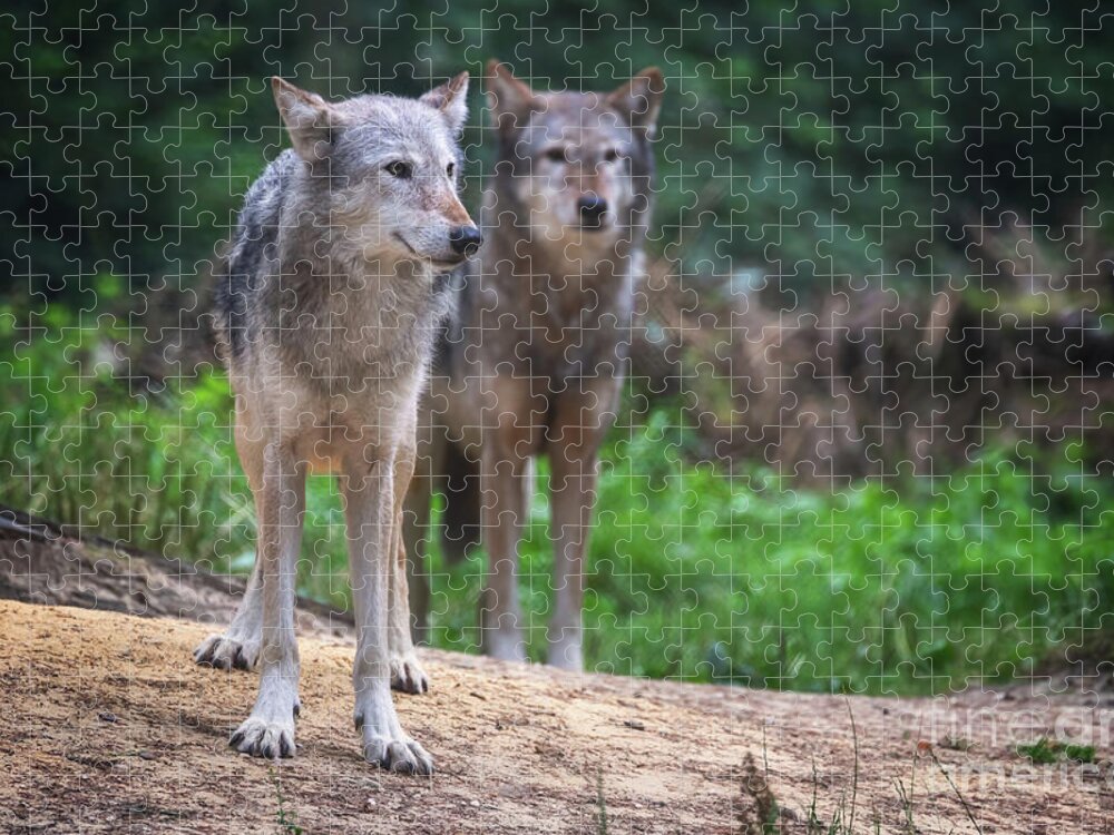 Wolf Jigsaw Puzzle featuring the photograph A pair of Mackenzie Valley wolves by Jane Rix