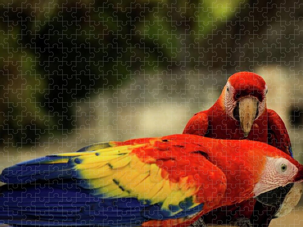 Ara Jigsaw Puzzle featuring the photograph A pair of scarlet macaws by Robert Grac