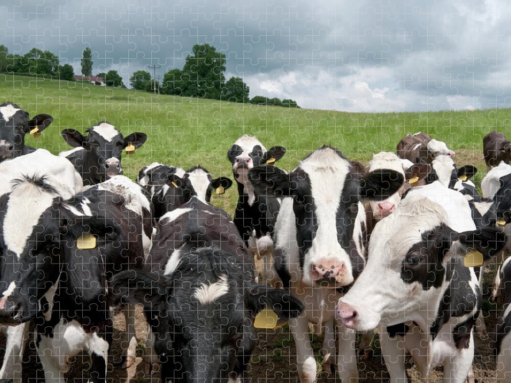 Black Color Jigsaw Puzzle featuring the photograph A Picture Of A Herd Of Cows In A Field by Tbradford
