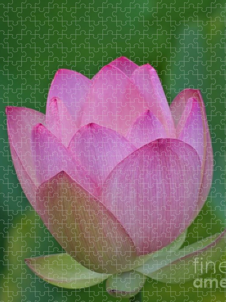 Pale Jigsaw Puzzle featuring the photograph A Pink Lotus in Full Bloom by L Bosco