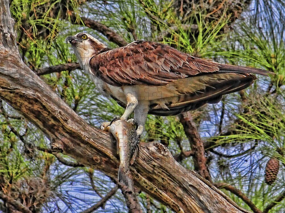 Osprey Jigsaw Puzzle featuring the photograph A Speckled Trout Breakfast by HH Photography of Florida