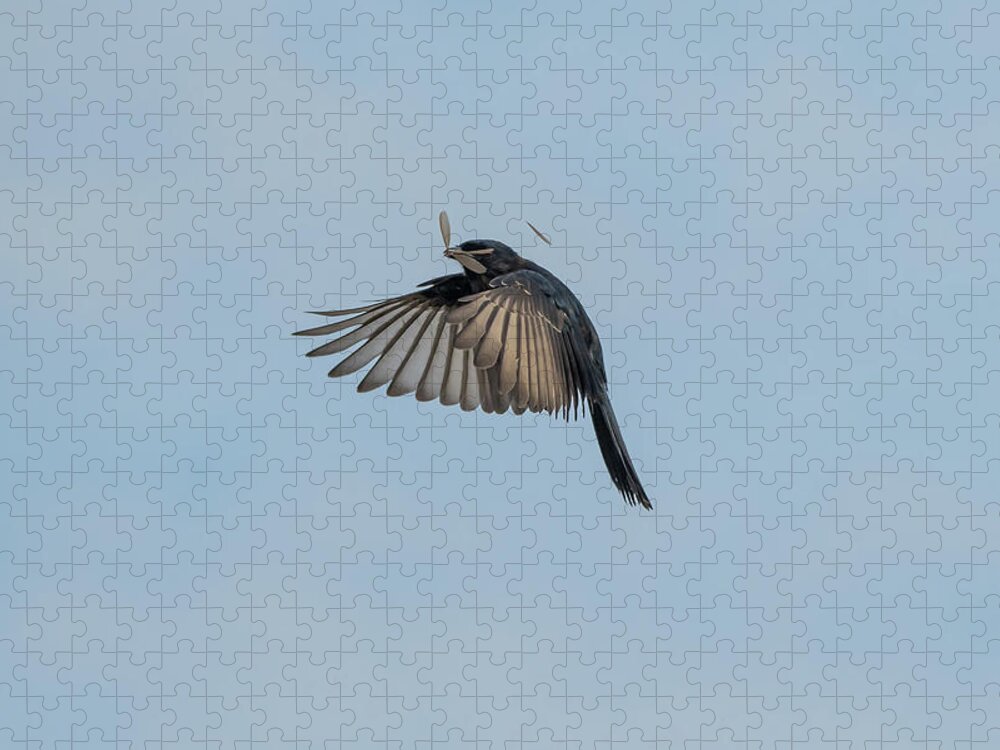 Drongo Jigsaw Puzzle featuring the photograph A successful hunt by Mark Hunter