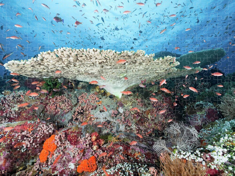Underwater Jigsaw Puzzle featuring the photograph Abundance Of Life, Sea Mountain In by Ifish