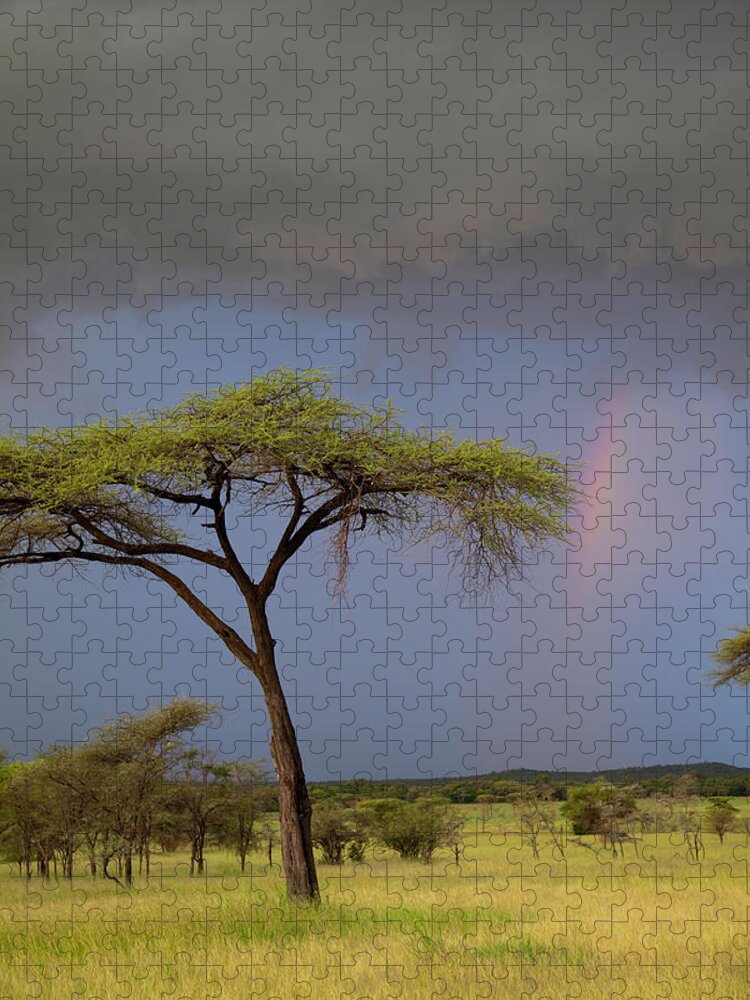 Scenics Jigsaw Puzzle featuring the photograph Acacia And Rainbow In The Serengeti by Karen Desjardin