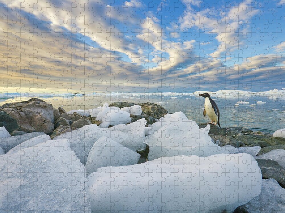 Snow Jigsaw Puzzle featuring the photograph Adelie Penguins, Holtedehl Bay by Eastcott Momatiuk