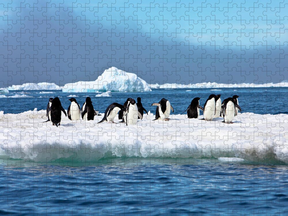 Iceberg Jigsaw Puzzle featuring the photograph Adelie Penguins On Iceberg Paulet by Mof