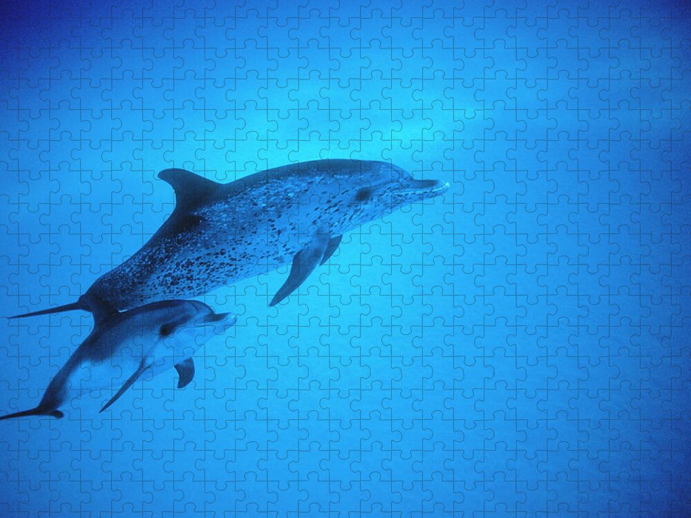 Underwater Jigsaw Puzzle featuring the photograph Adult And Baby Atlantic Spotted by Georgette Douwma