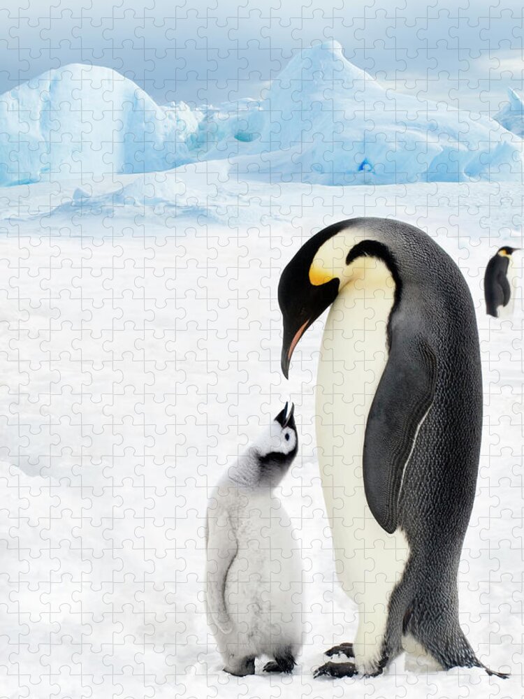 Scenics Jigsaw Puzzle featuring the photograph Adult Emperor Penguin And Chick by Mike Hill