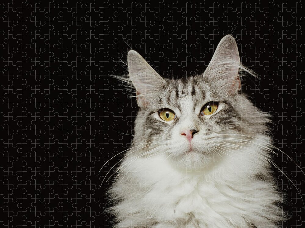 Maine Coon Cat Jigsaw Puzzle featuring the photograph Adult Maine Coon Cat, Close-up by Gk Hart/vikki Hart