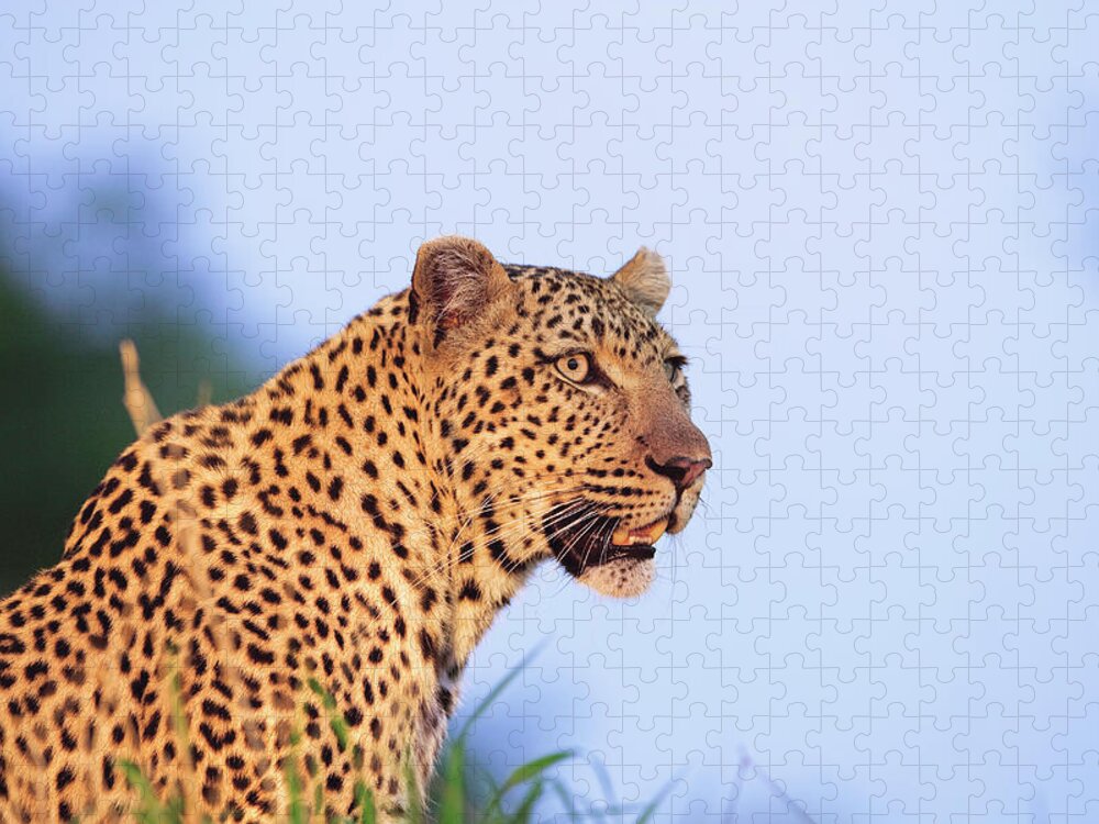 Adult Male Leopard Panthera Pardus Jigsaw Puzzle by Tier Images 