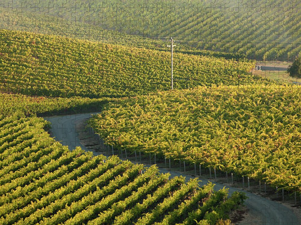 In A Row Jigsaw Puzzle featuring the photograph Aerial View Of Vineyards by Epicurean