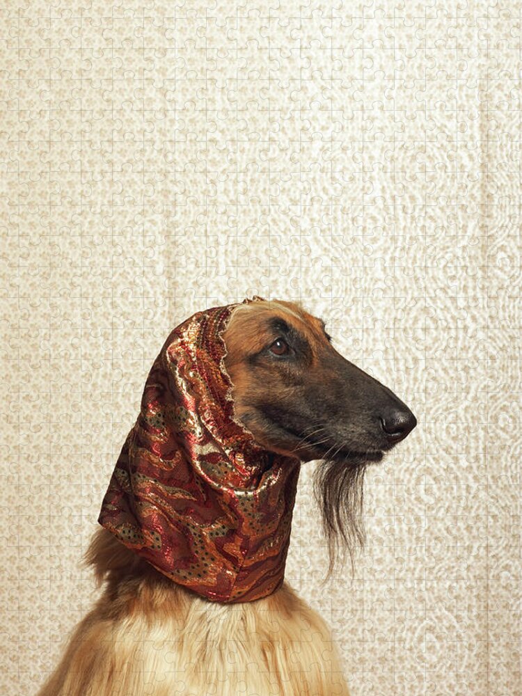Pets Jigsaw Puzzle featuring the photograph Afghan Hound Wearing Scarf by Dtp