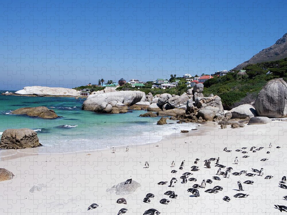 Scenics Jigsaw Puzzle featuring the photograph African Jackass Penguins Spheniscus by Holger Leue