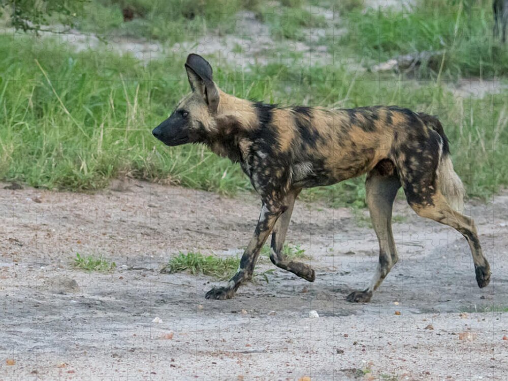 Wild Dog Jigsaw Puzzle featuring the photograph African wild dog on patrol by Mark Hunter