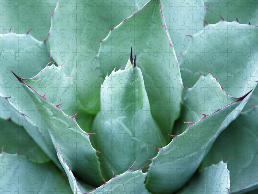 Agave Jigsaw Puzzle featuring the photograph Agave Agave Parrasana, Close-up by Liz Whitaker