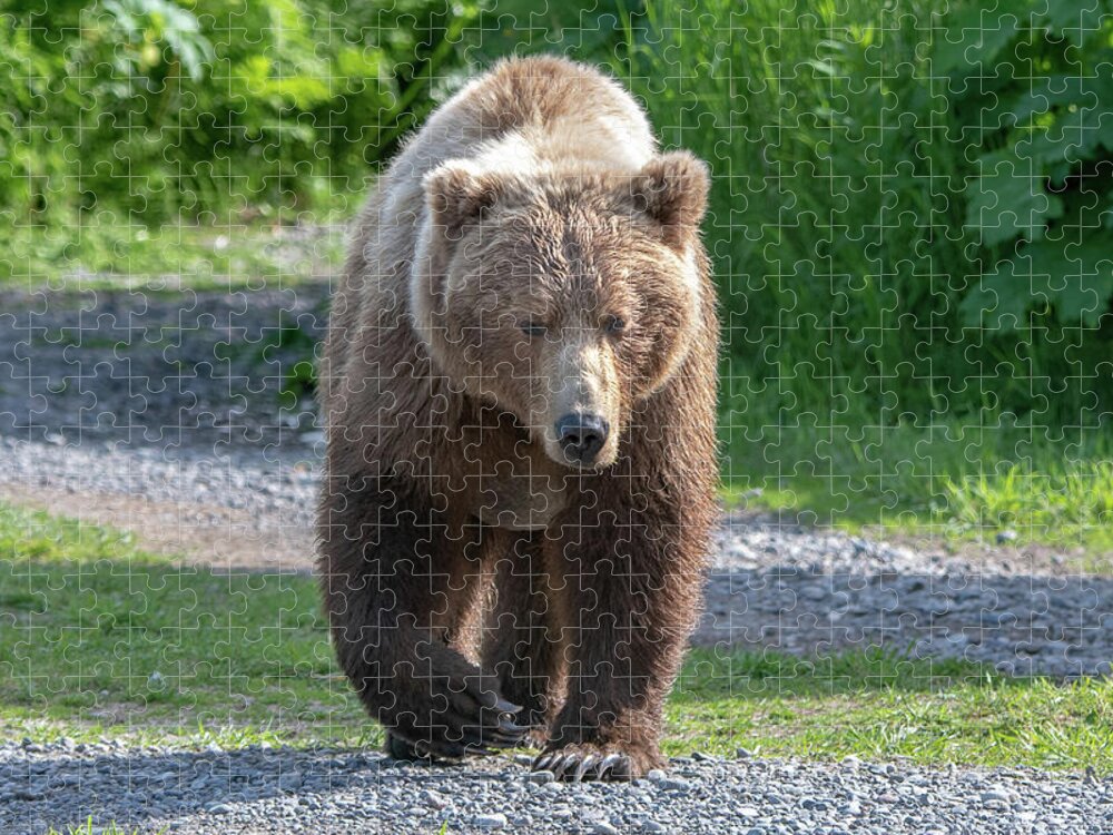 Bear Jigsaw Puzzle featuring the photograph Alaskan Brown Bear walking towards you by Mark Hunter