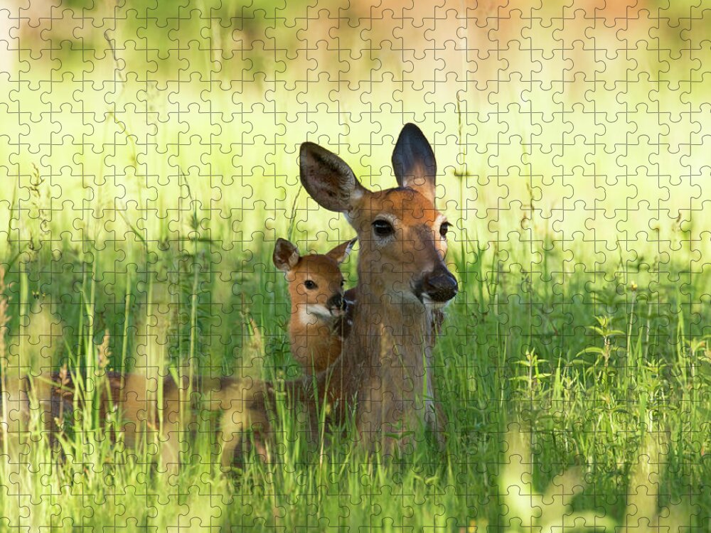 Grass Jigsaw Puzzle featuring the photograph Alert Doe And Fawn Hiding In The Grass by Jpecha