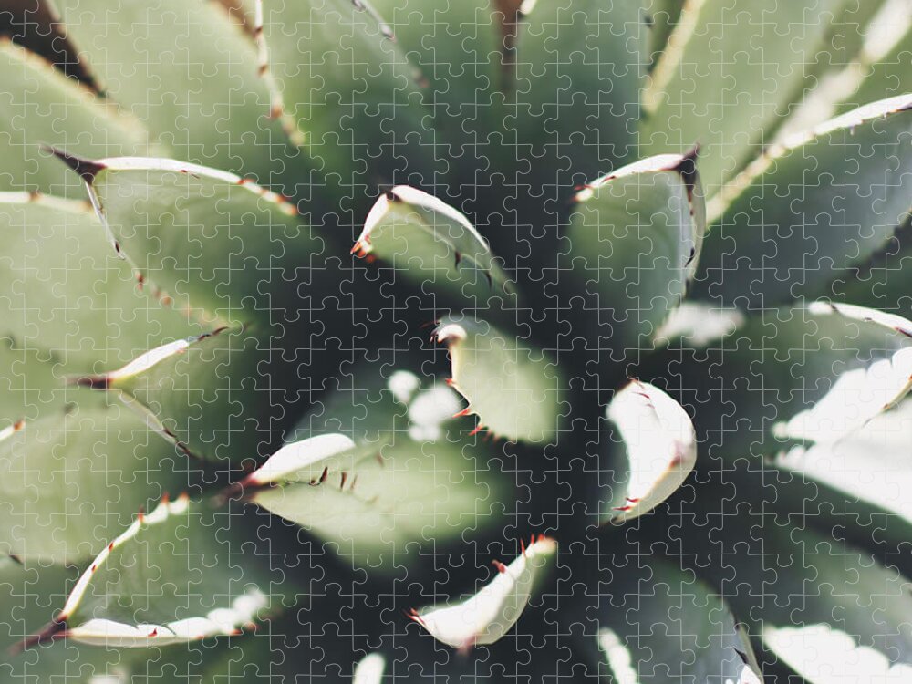 Sharp Jigsaw Puzzle featuring the photograph Aloe Vera At The Desert Botanical Garden by Barry Duncan