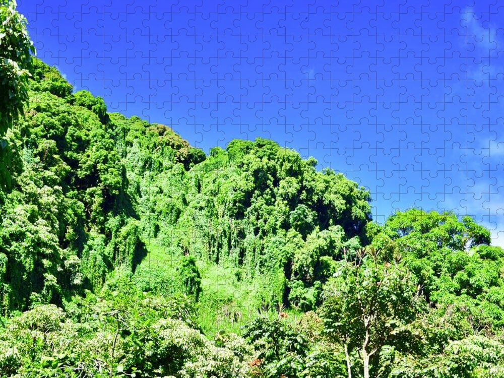 Aloha Jigsaw Puzzle featuring the photograph Waikamoi Ridge Bamboo Rain Forest, Hana by Bnte Creations