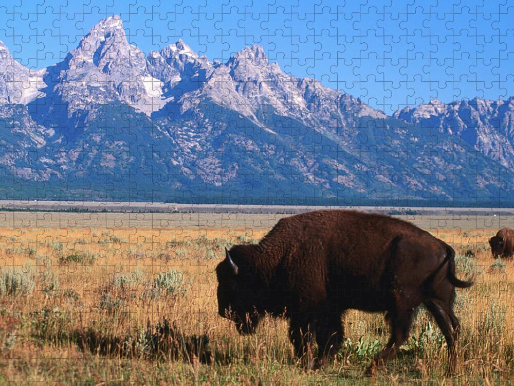 Toughness Jigsaw Puzzle featuring the photograph American Bison Bison Bison On Antelope by David C Tomlinson