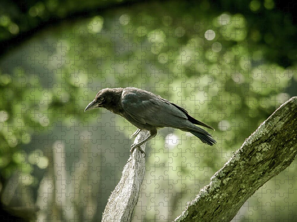 Trees Jigsaw Puzzle featuring the photograph American Crow by Joe Leone