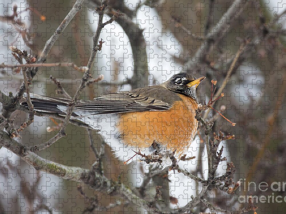 Nature Jigsaw Puzzle featuring the photograph American Robin Red Breast by Sharon McConnell