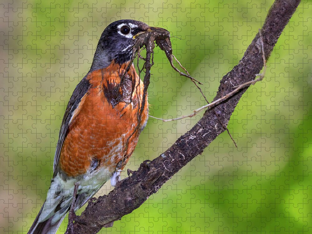 America Jigsaw Puzzle featuring the photograph American Robin With Nesting Material by Ivan Kuzmin