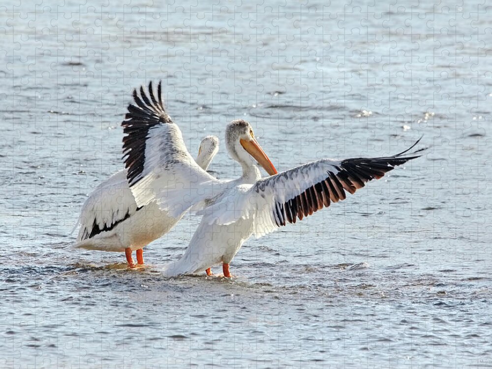 American White Pelican Jigsaw Puzzle featuring the photograph American White Pelicans by Jennie Marie Schell