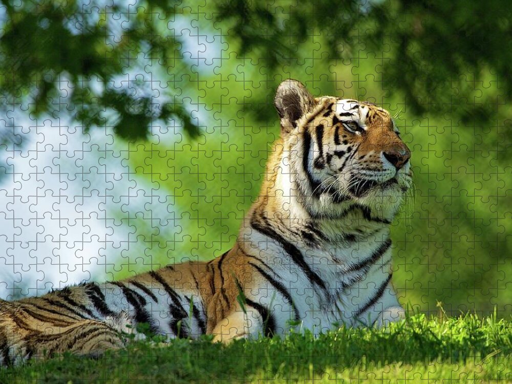 Grass Jigsaw Puzzle featuring the photograph Amur Tiger Enjoys Warm Spring Sun by John Knight