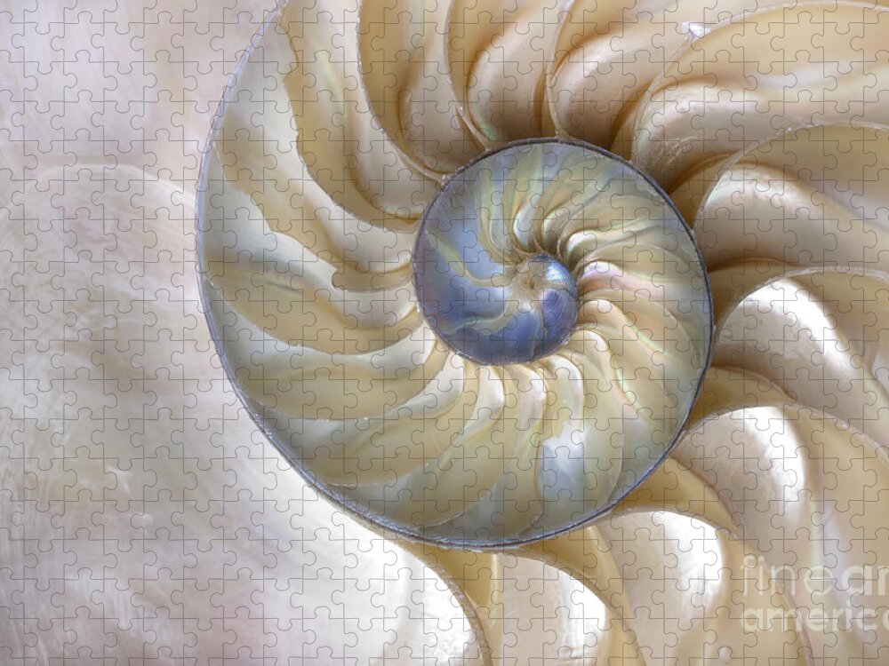 Fibonacci Jigsaw Puzzle featuring the photograph An Amazing Fibonacci Pattern by Tramont ana