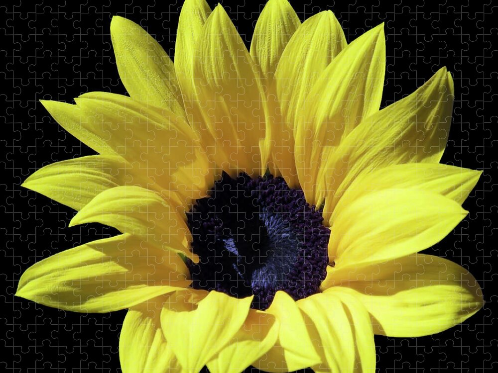 Sunflower Jigsaw Puzzle featuring the photograph An Amazingly Beautiful Sunflower In The Sunlight by Johanna Hurmerinta